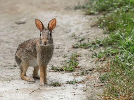 a Eastern Cottontail he stops to check as he crosses a path, ready to escape in case of dangerの写真素材