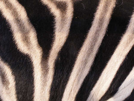 The skin of zebraの写真素材