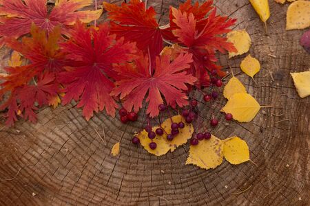 Autumn red berries along with red and yellow leaves are shot from above on a sawn tree.