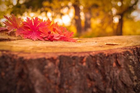 Against the background of the autumn forest, red and yellow leaves and berries lie on a stump in the fall.の写真素材