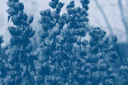 Dry wildflowers at sunset in the fall. Photo toned in trendy concept color of the year2020 Classic...
