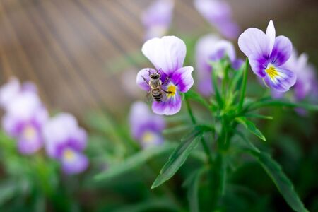 Little wasp collects pollen and nectar from beautiful violet purple pansy flowers in the garden. Close-up shot.の写真素材