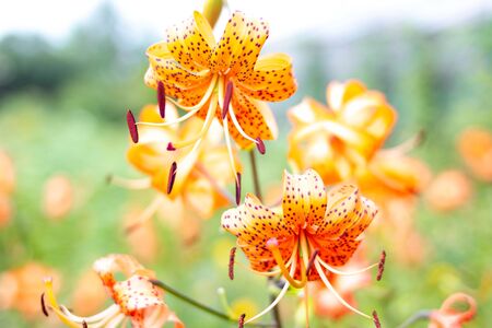 Tiger lily is blooming in backyard garden against the background of blurred tender greenery. Summer or spring conceptの写真素材