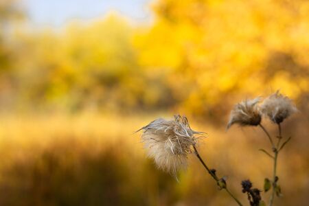 Fluffy wet wild flower in the autumn meadow at sunny day, scenic fall landscapeの写真素材