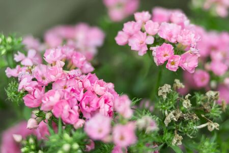 Tiny pink delicate flowers called Phlox is blooming in backyard garden against the background of tender greenery, selective focus, summer or spring concept.の写真素材