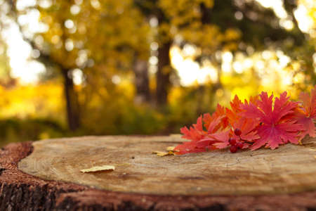 Autumn red maple leaves on stump in forest, blurred background and selective focus, fall season and thanksgiving conceptの写真素材