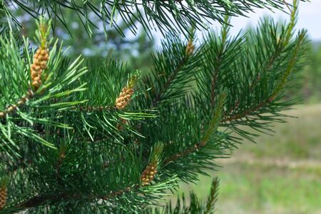 Blooming young pine buds on coniferous branches of Scots pine at spring summer time, close up, selective focusの写真素材