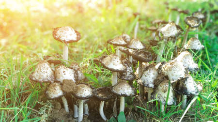 Group of white mushrooms in mature stage similar to toadstools in the grass in sunset or dawn sunshine, Soprinus lat., close upの写真素材