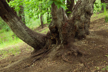 Big old maple tree, Acer negundo, boxelder maple, Manitoba maple or ash-leaved maple, with overgrown...