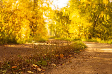 Country road with tyre tracks is covered with fallen dry leaves in the autumn forest at sunny day, scenic fall landscapeの写真素材