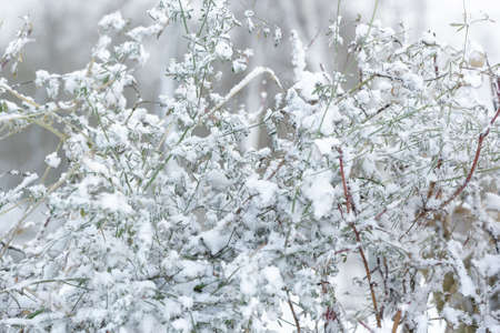 Close-up green tall grass of bushes under first snow, snowy landscape, natural white gray monochrome background, winter season onset conceptの写真素材