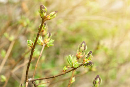 Closeup of young blooming flower buds on branch of lilac tree under sunlight, tender shoots of purple floral and fresh new greenery, spring nature awakening, selective focus, soft beige earth tonesの写真素材