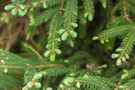 Coniferous evergreen branches with blooming young spruce shoots at spring time, closeup new fresh...