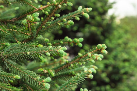 Coniferous evergreen branches with blooming young spruce shoots at spring time, new fresh tender...