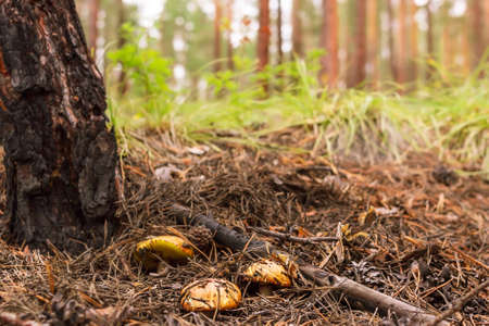 Group of mushrooms boletus, suillus luteus, grows under pine tree in fallen needles in coniferous forest, mushroom picking season, selective focusの写真素材