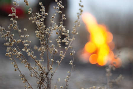Dark moody gray background of dry grass in dusk with defocus flame of fire in late autumn or first...