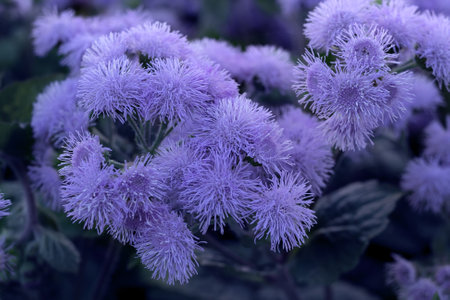 Close up bloom of tiny violet purple flowers in summer or spring, concept of color 2022 very peri, floral backgroundの写真素材