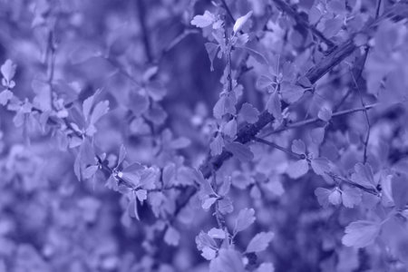 Berry shrub with foliage in forest, close up image in violet purple lilac tones, concept of color 2022 very periの写真素材