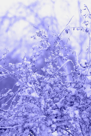 Closeup tall grass of bushes with first snow, monochrome background in violet purple blue tones, winter season onset, concept of color 2022 very peri, vertical imageの写真素材