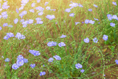 Wild cute tiny blue flowers bloom on spring summer field, flax plant on home farm, natural herbal cultivation for linen, oil or linseedの写真素材