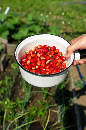 Colander with fresh strawberries and water drops in male hand on backyard, natural rustic village gardening and organic eco friendly garden berry fruit, summer food harvest, vertical imageの写真素材