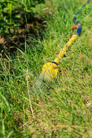 Watering in backyard, sparkling water jets spraying out of sprinkler of yellow garden hose on green...