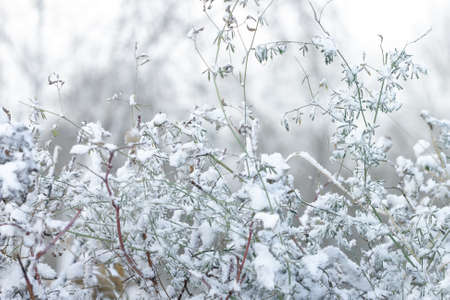Close-up green tall grass of bushes under first snow, snowy landscape, natural white gray monochrome background, winter season onset conceptの写真素材