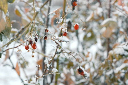 Closeup red frozen berries on faded bushes with first snow, snowy landscape, natural wintry atmospheric background, winter season onset conceptの写真素材