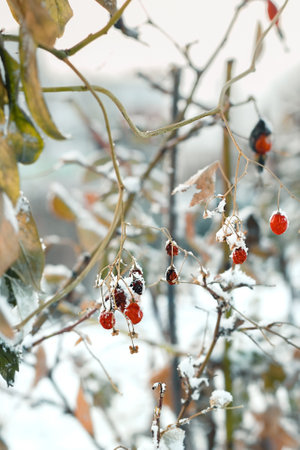 Closeup red frozen berries on faded bushes with first snow, snowy landscape, natural wintry atmospheric background, winter season onset concept, vertical imageの写真素材