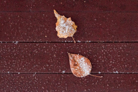 Snowy maroon deck floor of patio or terrace with tree leaf, natural background top view with copy space, winter onset concept, selective focusの写真素材