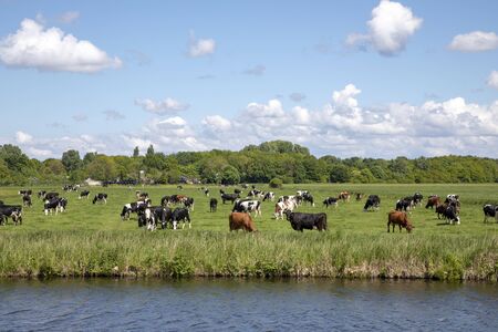 Herd of cows grazing on a green meadow lower behind the dike of a canal in dutch landscape with trees at the horizon and a sky with clouds.の写真素材