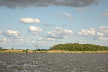 Lonely dead tree in a landscape with water, reeds en bushes under a blue sky, dark clouds coming, the Nieuwkoopse Plassen in Holland.の写真素材