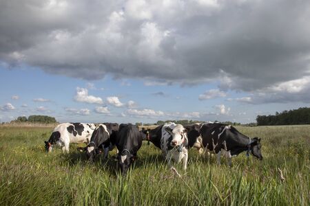 Group of cows standing in the high green reeds under a dark rainy sky in the Nieuwkoopse Plassen in the Netherlands.の写真素材