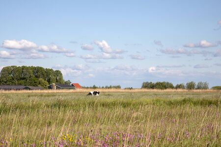 Dutch landscape, in the distance a cow in the reed field and a farm in the background under a blue sky with clouds.の写真素材
