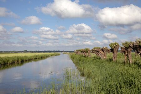 Recently pollarded willow trees, on a row, reflection in water, on the edge of a creek, in the green Eemnes polder on a sunny day with clouds in the sky.の写真素材