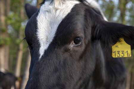 Close up of the face, the eye, of a black and white Holstein cow, with yellow ear tag, and white blaze on its forehead.の写真素材