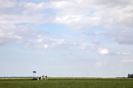Black and white cow grazes in wide green pasture, next to a drinking trough on solar energy, in the polder in Holland under a sky with clouds, wind turbines at the horizon.の写真素材