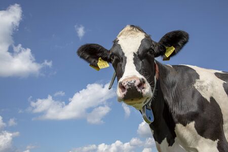 Portrait of a wise mature black-and-white cow, penetrating look, dark dots on her pink large nose, part of her collar hanging loose in the air, and a blue sky.の写真素材