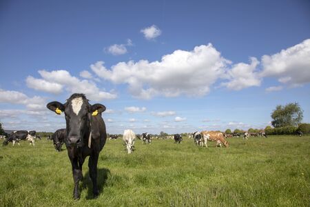 Young black and white cow walking forwards in a green pasture with a herd of cows in the background and a blue sky with white clouds.の写真素材