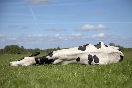 Cow, stretched out, lazy, lying happily in the middle of a green meadow  in the Netherlands, happy dozing.の素材 [FY310131668795]