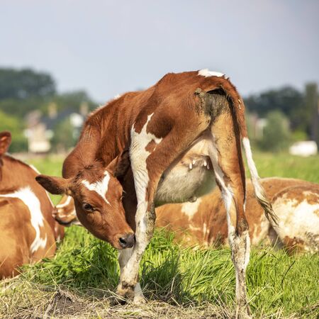 Young cow with itch, flexible licking her hind leg, view from behind, swinging tail, tiny udder under a blue  sky.の写真素材