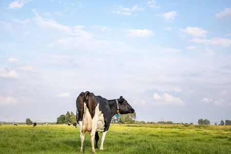 Black and white cow looking back with one eye, under a blue sky with clouds, seen from behind, head turned backwards in a green meadow.の写真素材