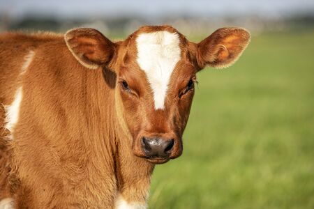 Close up portrait of the head of red calf, breed: "deep-red" a Dutch heritage cattle in a green pasture の写真素材