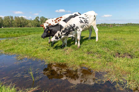 Three young cows, their reflection in the water, standing playful next to a ditch, in a green field and blue cloudy skyの写真素材