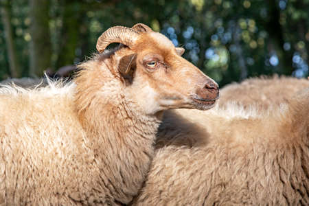 Close up of the profil head of a Drent Heath sheep with horns, amidst a flock of sheep. Drenthe Heath Sheep.の写真素材
