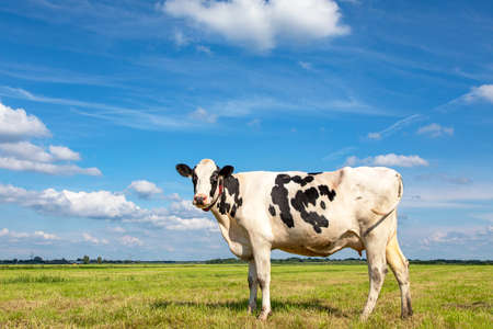 Black pied cow, friesian holstein, in the Netherlands, standing on green grass in a meadow, pasture, at the background a blue sky.の写真素材