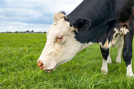 Grazing cow, eating blades of grass, black and white, in a green pasture, horizon over landの写真素材