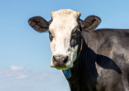 Mature cow, black and white with eye patches, friendly soft looking, black nose, in front of a blue sky.の写真素材