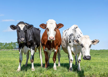Three cows black red and white, together upright in a row side by side in a field, looking curious and a bit silly, front viewの写真素材