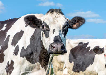 Mature cow, mottled black and white, grumpy looking, black nose, in front of a blue skyの写真素材